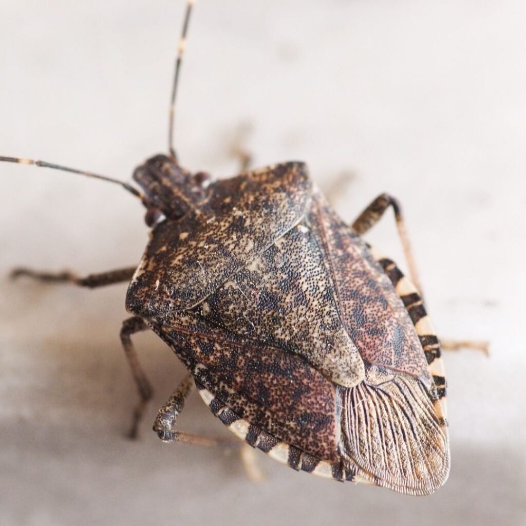 De bruingemarmerde schildwants (Halyomorpha halys)