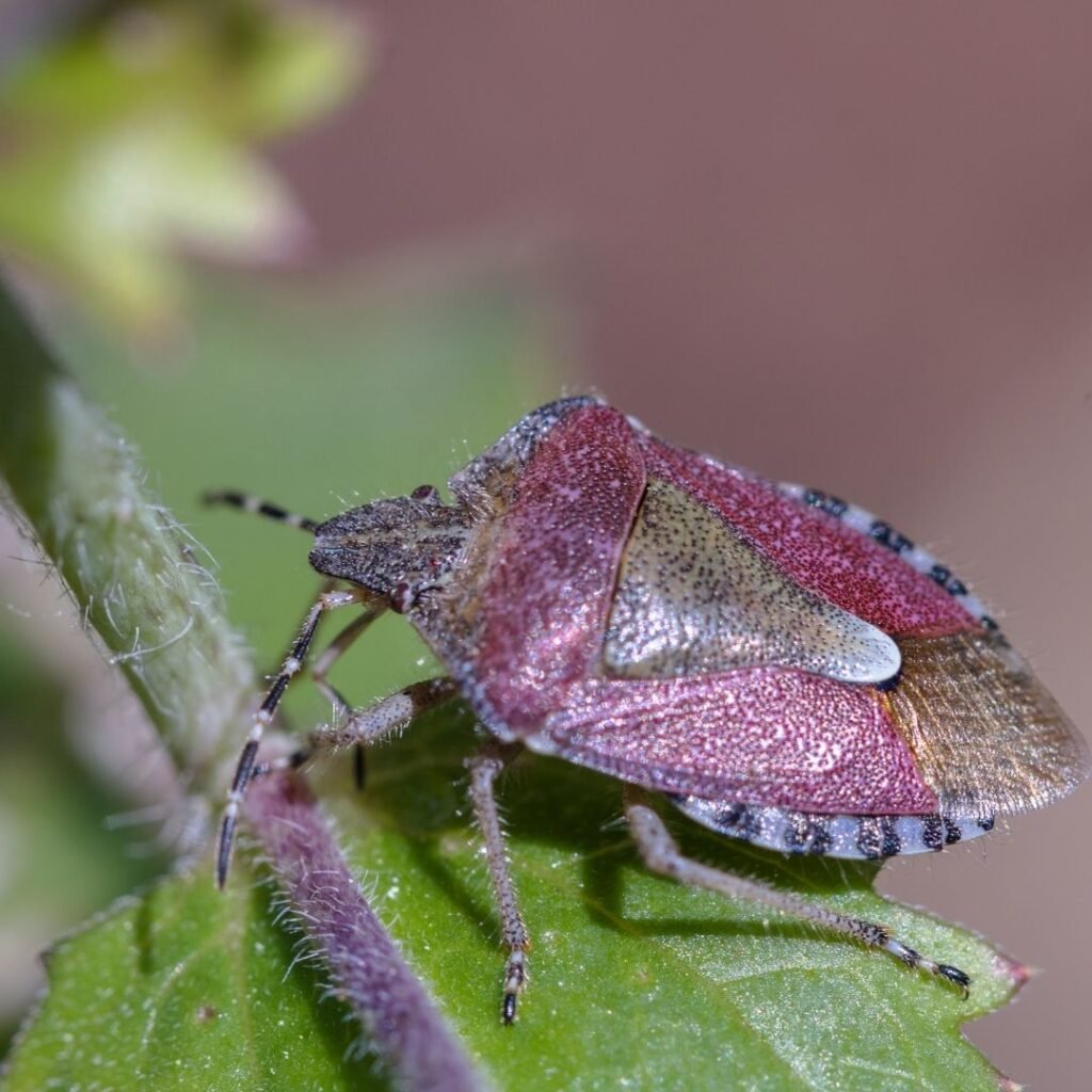 bessenwants (Dolycoris baccarum)