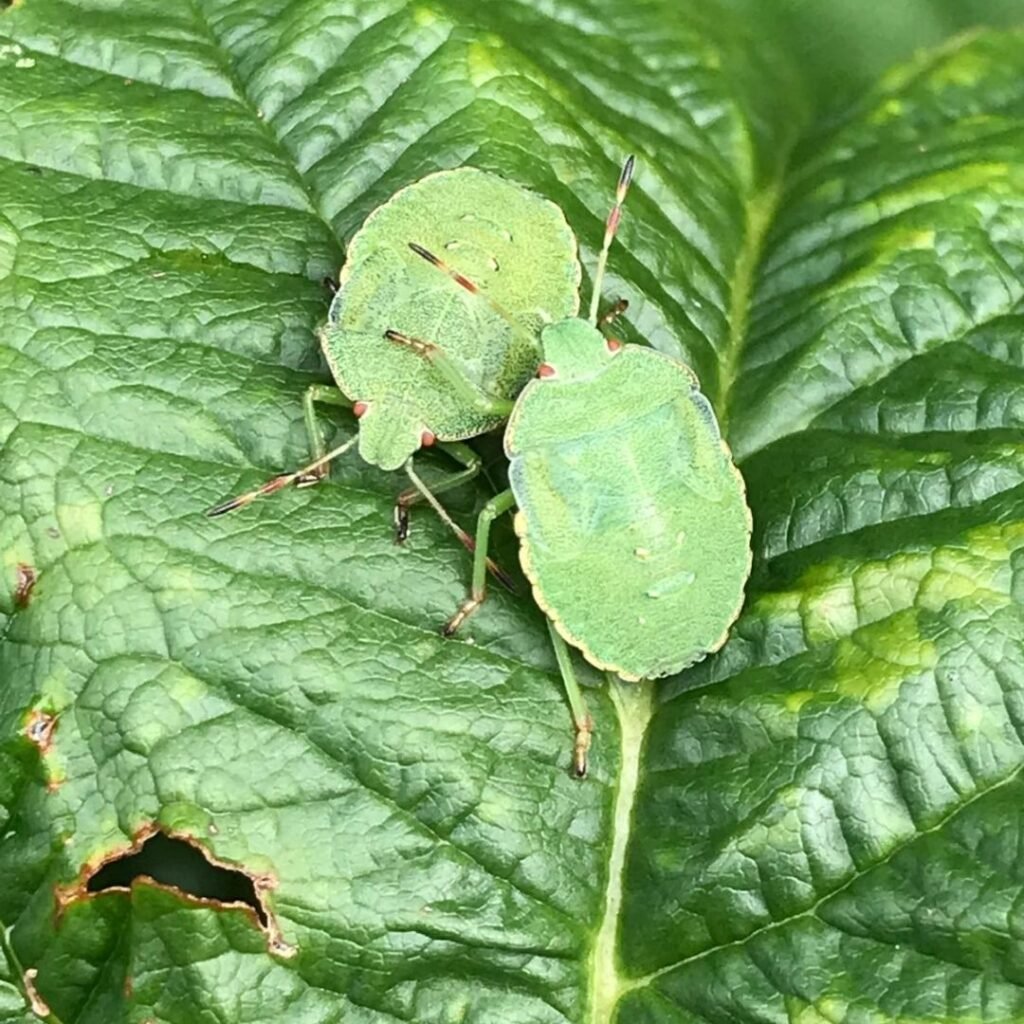 zuidelijke groene schildwants (Nezara viridula